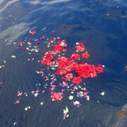 宮古島海洋散骨DARWIN