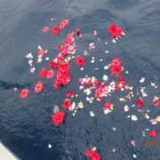 宮古島散骨ダーウィン