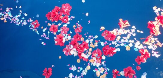 宮古島海洋散骨DARWIN