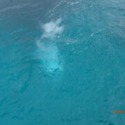 宮古島海洋散骨DARWIN